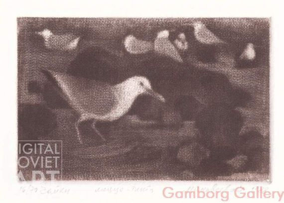 Gulls (Larus) – Чайки


