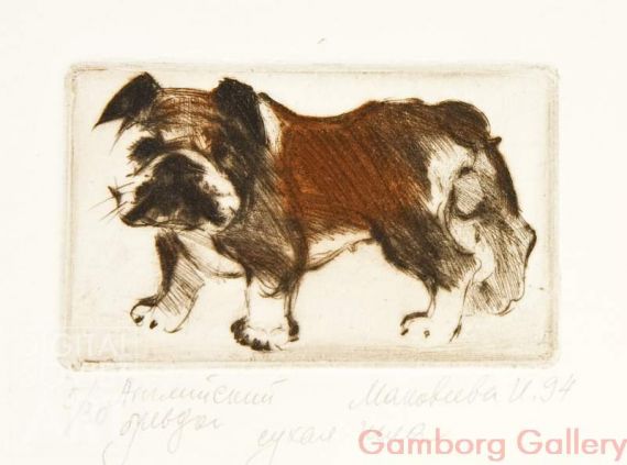 English Bulldog – Английский бульдог