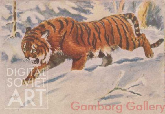 Siberian Tiger – Сибирский тигр