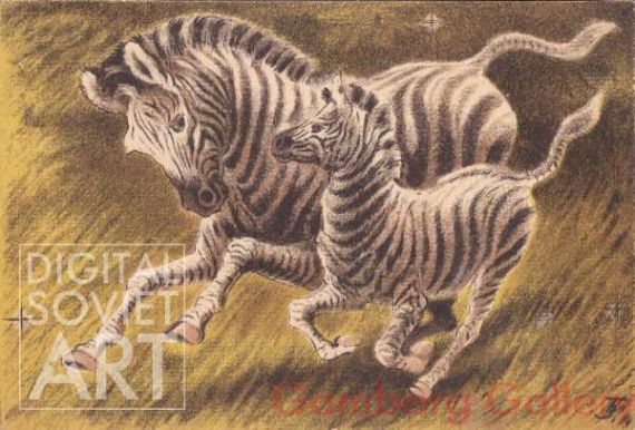 Zebras – Зебры