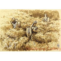 Tea Pickers in Ceylon – Урожай чая на Цэйлоне