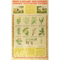 Pioneers and School-Children. Young Botanists. Collect Plants for Medicaments  ! – Пионеры и школьники. Юные натуралисты. Собираете лекарственные растения