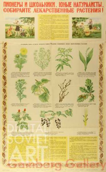 Pioneers and School-Children. Young Botanists. Collect Plants for Medicaments  ! – Пионеры и школьники. Юные натуралисты. Собираете лекарственные растения