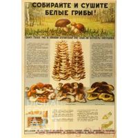 Collect and Dry White Mushrooms – Собираете и сушите белые грибы