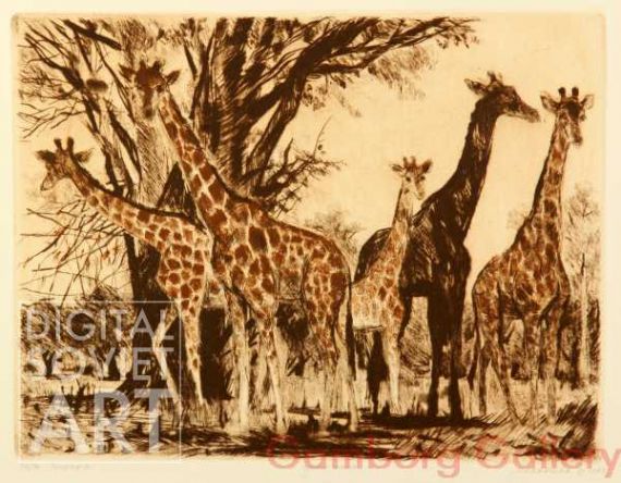 Giraffes – Жирафы