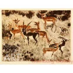 Blackbucks (Antilope cervicapra) – Антилопы гарны