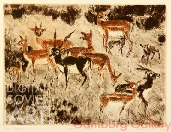 Blackbucks (Antilope cervicapra) – Антилопы гарны