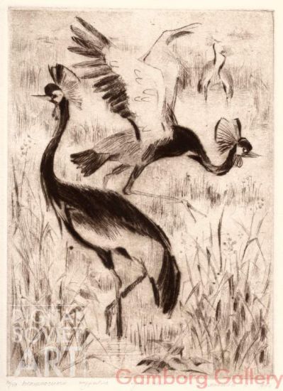 Black Crowned Crane (Balearica pavonina) – Венценосный журавль