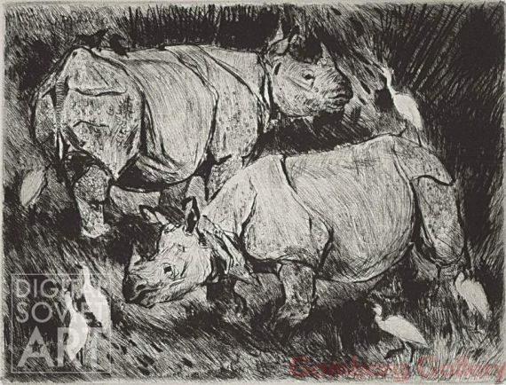 Indian Rhinoceros (Rhinoceros unicornis) – Носороги панцирные
