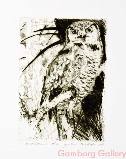 Northern Hawk-Owl (Surnia ulula) – Ястребиная сова