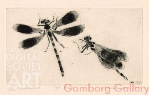 Broad-winged Damselflies or Demoiselles (Calopterygidae) – Красотки