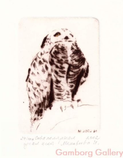 Snowy Owl (Bubo scandiacus, Nyctea scandiaca) – Сова полярная