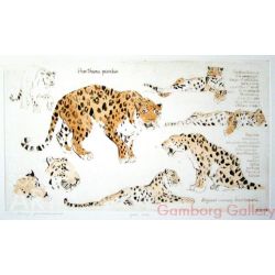 Amur Leopard (Panthera pardus orientalis or Panthera pardus amurensis) – Леопард дальневосточный