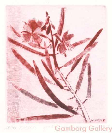 Fireweed (Chamerion angustifolium) – Иван-чай