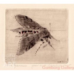 Sphinx Moth (Sphingidae) – Бражник