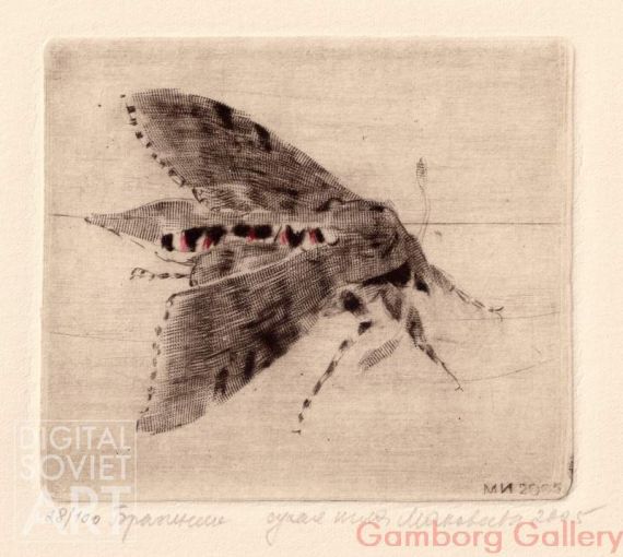 Sphinx Moth (Sphingidae) – Бражник