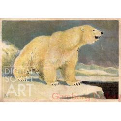 Polar Bear – Белый медведь