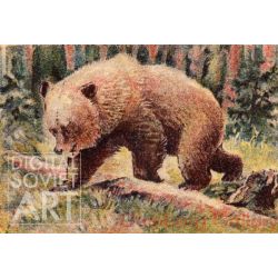 Brown Bear – Бурый медведь