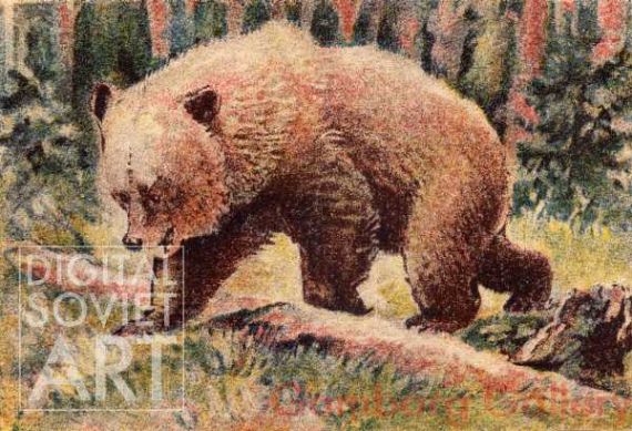 Brown Bear – Бурый медведь