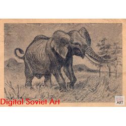 African Elephant – Африканский слон