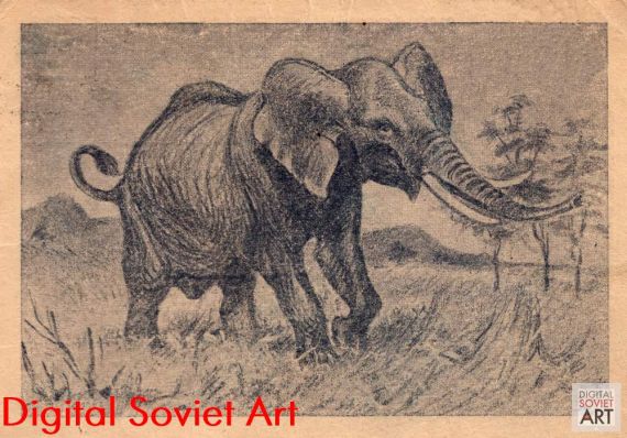 African Elephant – Африканский слон