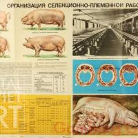Pork Production in the Estonian SSR - Posters / Свиноводство в Эстонской ССР - серия плакатов