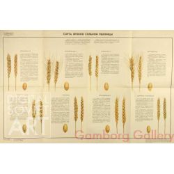 Types of Spring Sown Wheat – Сорта яровой сильной пшеницы