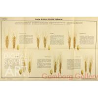 Types of Spring Sown Hard Wheat – Сорта яровой твердой пшеницы