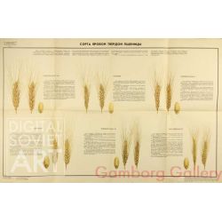Types of Spring Sown Hard Wheat – Сорта яровой твердой пшеницы