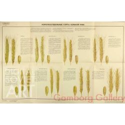 Short Stemmed Winter Rye  – Короткостебельные сорта озимой ржи 