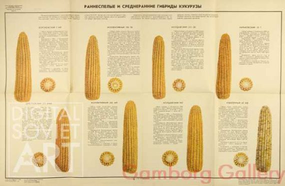 Early-Ripening  and Middle-Early Hybrids of Corn – Раннеспелые и среднеранние гибриды кукурузы