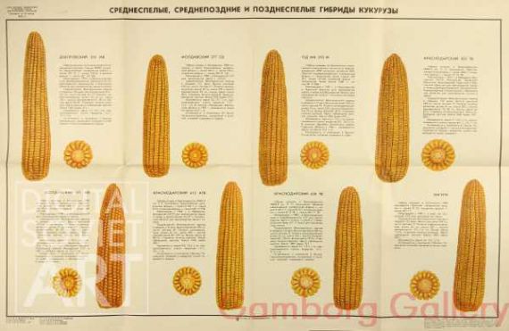 Middle-Ripening and Middle-Late and Late Hybrids of Corn – Среднеспелые, среднепоздние и позднеспелые гибриды кукурузы 