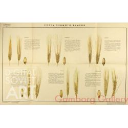 Types of Winter Barley – Сорта озимого ячменя