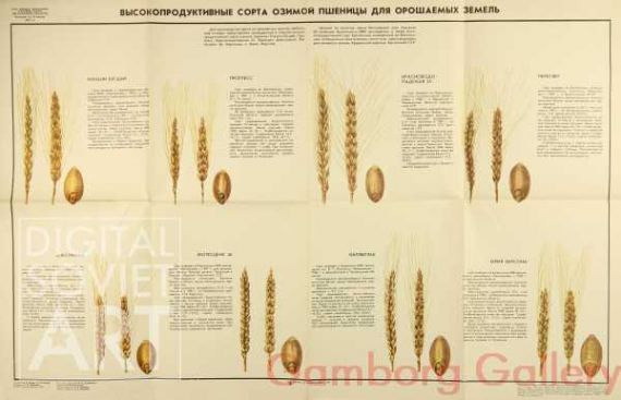 Highly Productive Types of Winter Wheat for Irrigated Lands – Высокопродуктивные сорта озимой пшеницы для орошаемых земель