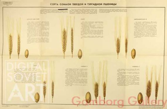 Types of Hard Winter Wheat and Triticum Turgidum – Сорта озимой твердой и тургидной пшеницы