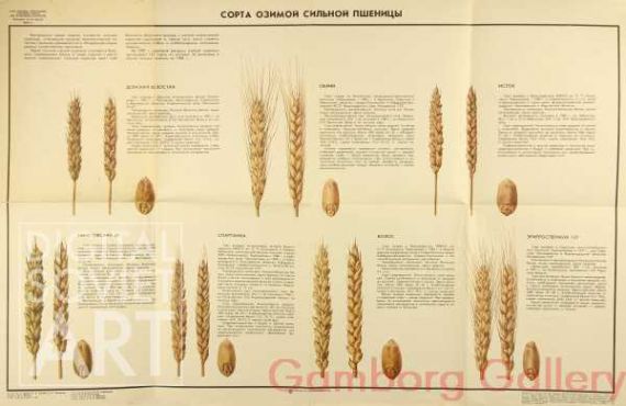Types of Winter Wheat – Сорта озимой сильной пшеницы