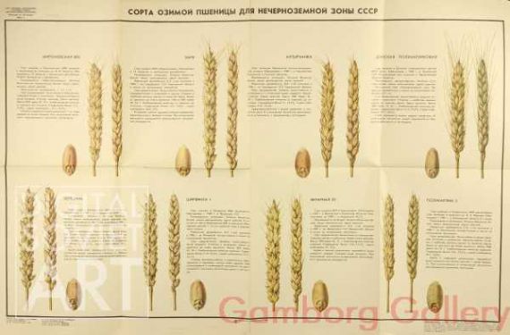 Types of Winter Wheat for Non Black Earth Parts of the USSR – Сорта озимой для нечерноземной зоны СССР