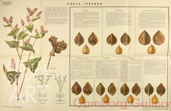 Types of Buckwheat – Сорта гречки