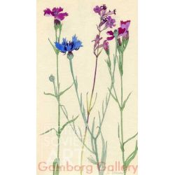Carnation and Cornflower – Гвоздика, василек